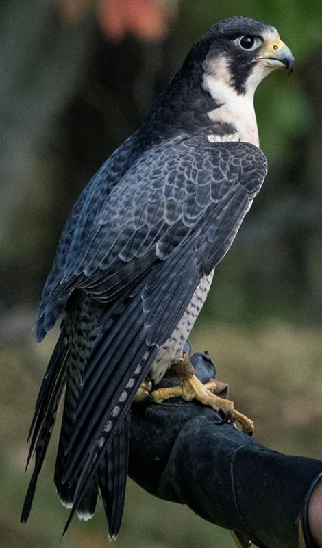 Uqrop Nos Oiseaux De Proie