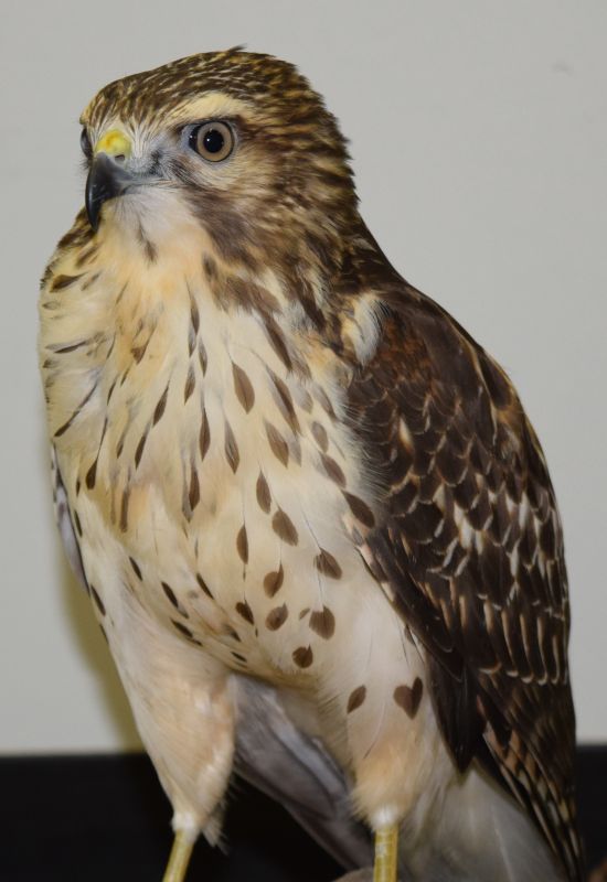 Uqrop Nos Oiseaux De Proie